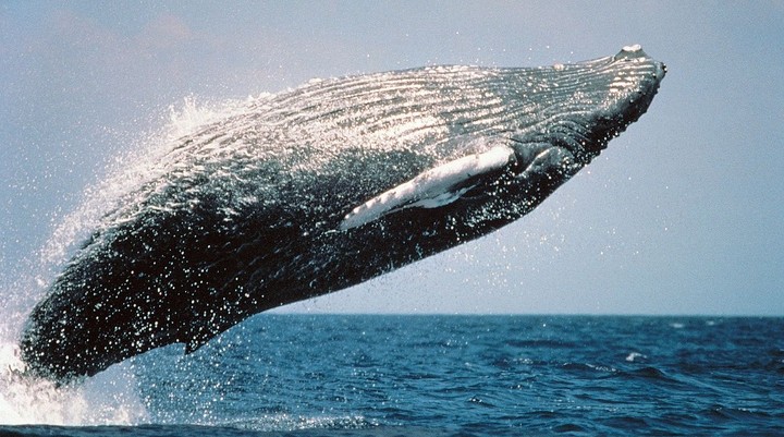 Museo de Ballenas