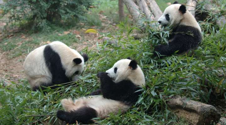 Wolong Great Panda National Park