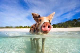 Mooiste eilanden Caribbean