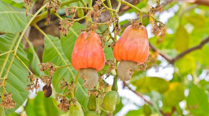 Cashewnotenboom