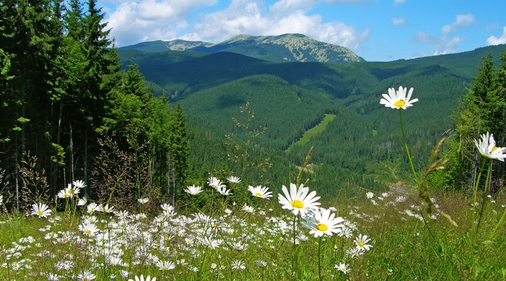 Heuvellandschap Karpaten
