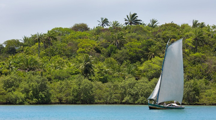 Mangrove