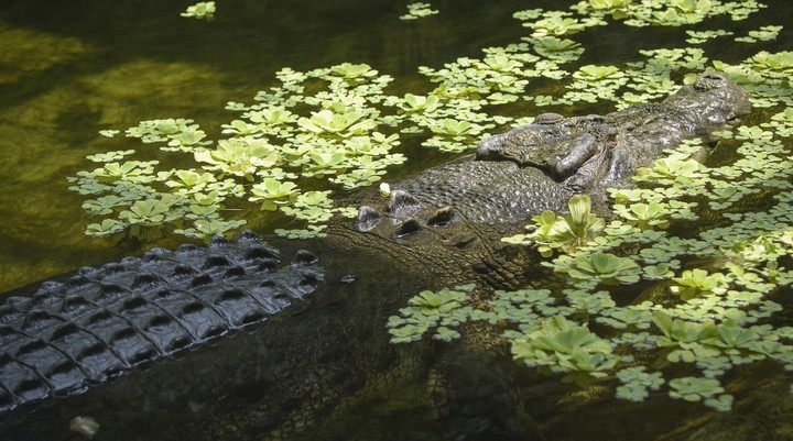Kachikally Crocodile pool