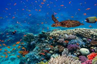 Hotels in Egypte met een huisrif