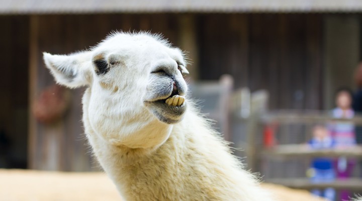 Neunkirchen Zoo