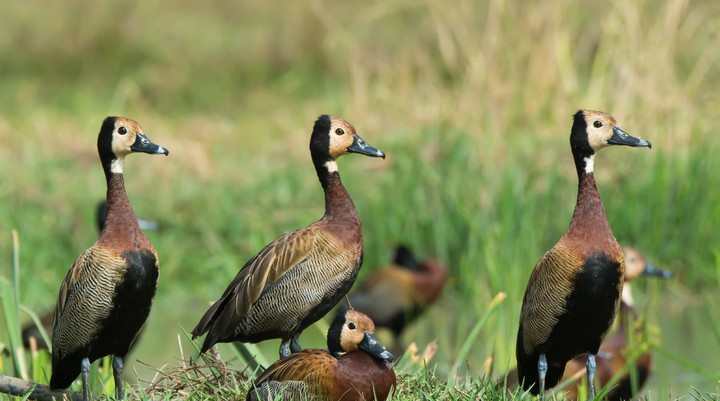 Bijilo National Park