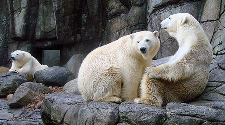 Aalborg Zoo