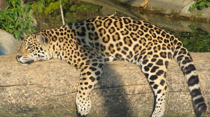 São Paulo Zoo