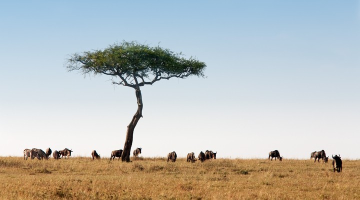 Kenia's natuurparken