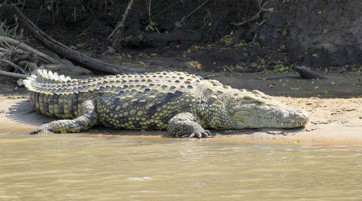 Crocodylus Park