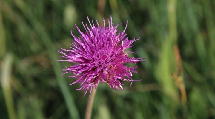 Wandeltocht 'Spaanse Ruiter'