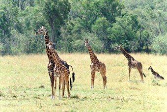 Nationale parken in Uganda