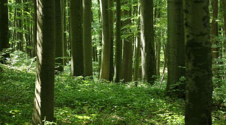Nationalpark Hainich