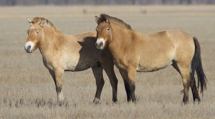 Przewalski paarden, Mongolie