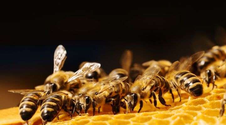 Honey Farm