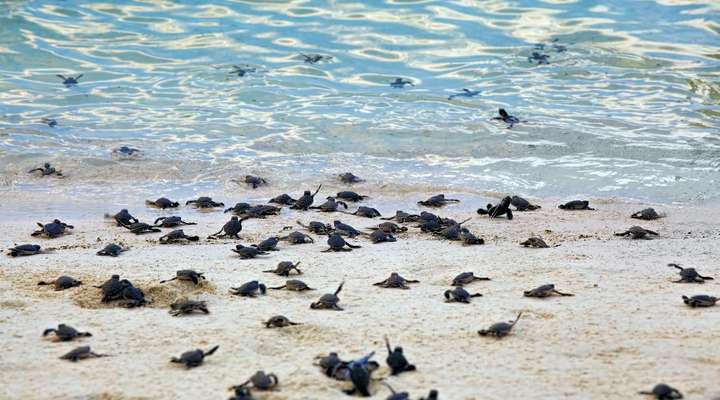 Schildpaddenstrand