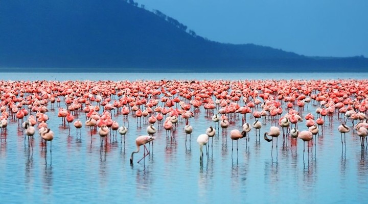 In Walvisbaai heb je veel zeedieren als flamingo's