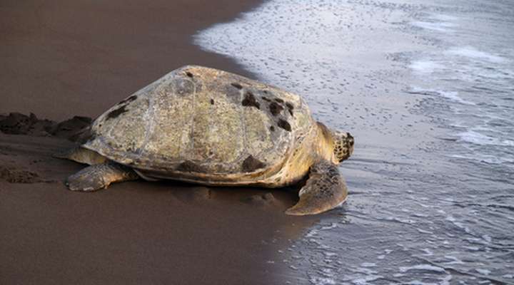 Parque Nacional Tortuguero