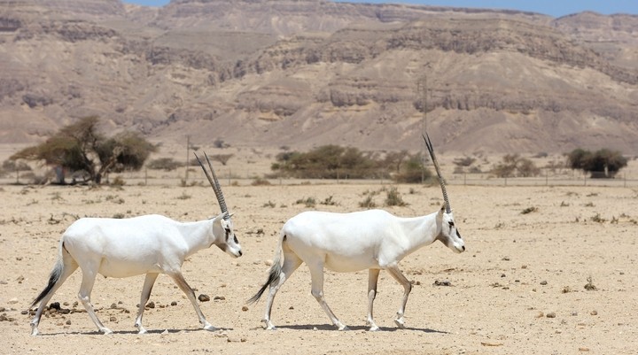 Natuurreservaat Yotvata Hai-Bar