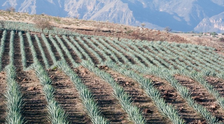 Agaveplanten in Tequila, plaatsje in Jalisco