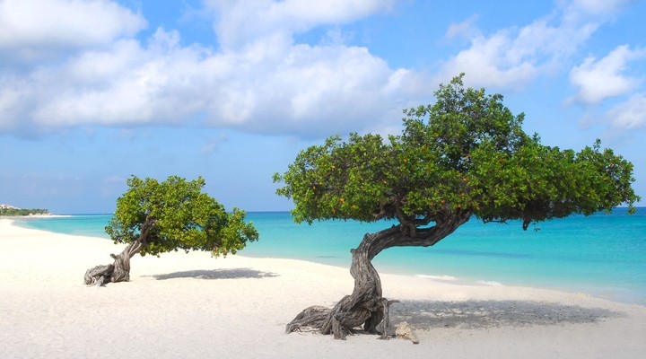 Dividivi bomen op strand Aruba