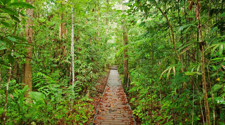 Taman Negara National Park