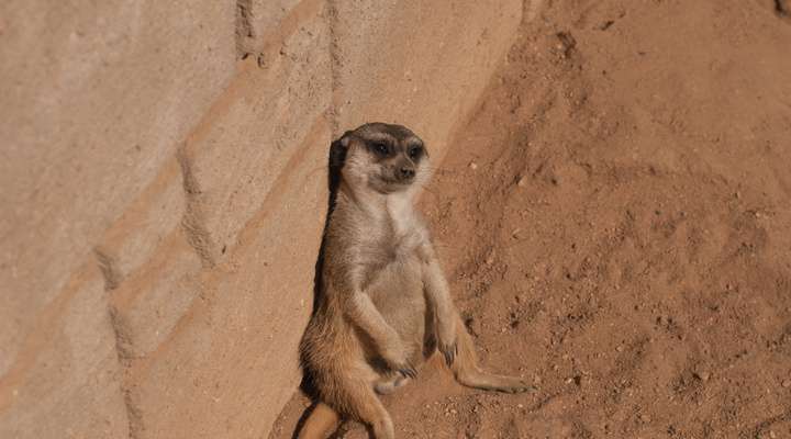 Parque Zoológico de Lagos