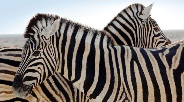 Het Yangudi Rassa National Park