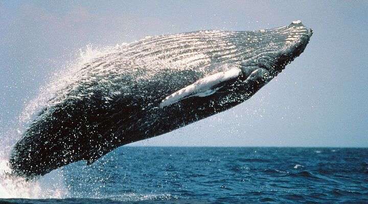 Museo de Ballenas