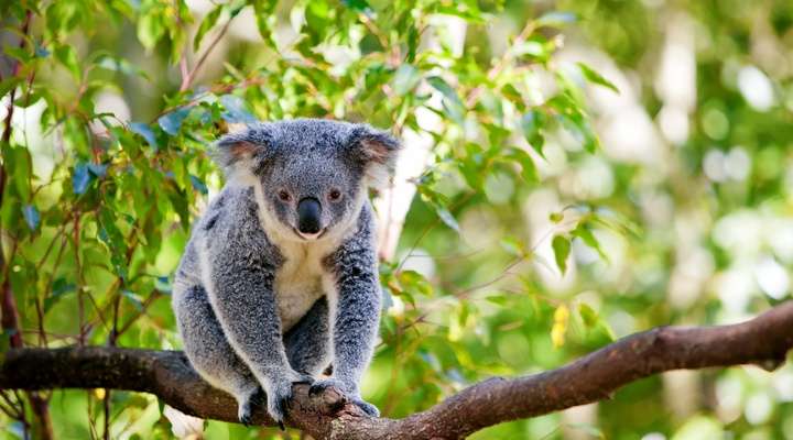 Lone Pine Koala Sanctuary