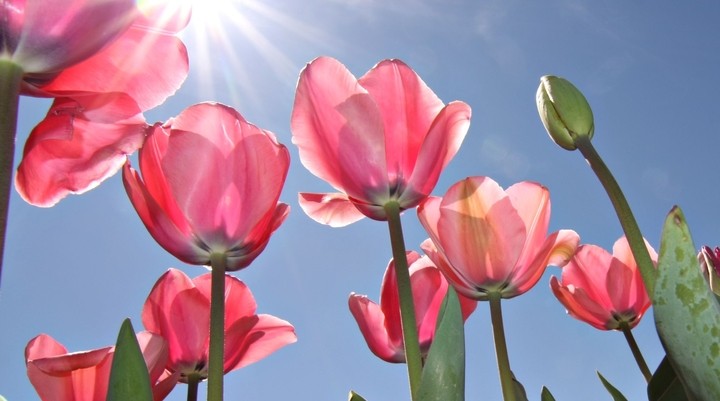 Floriade