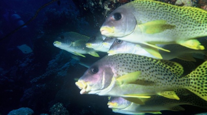 Oceanisch Museum