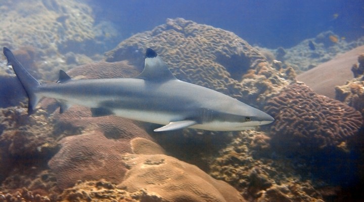 Shark Point (in Bida)