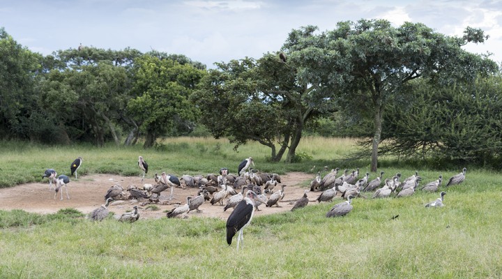 Moholoholo centrum in Zuid-afrika