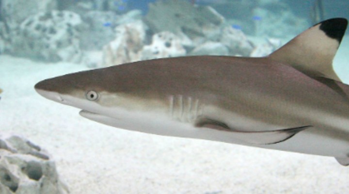 Sea Life