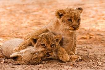 Top 5 excursies Zuid-Afrika