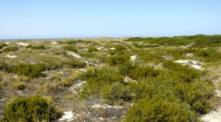 Natuurreservaat Dunas de São Jacinto