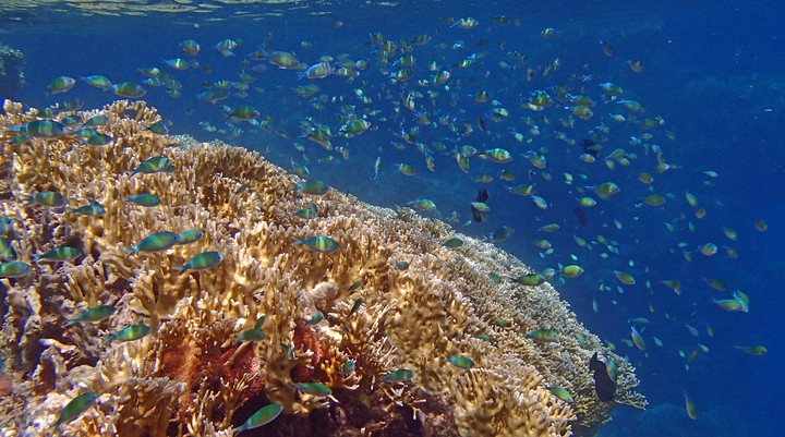Snorkelen en duiken