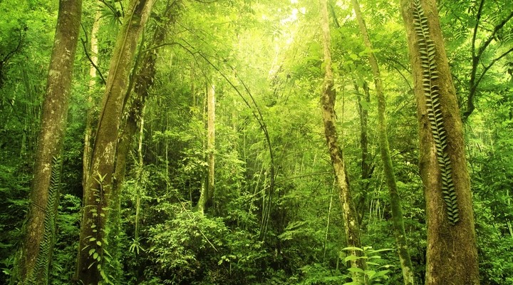 Afbeeldingsresultaat voor regenwoud