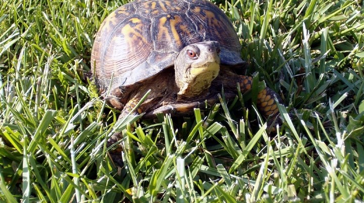 Schildpaddendorp Noflaye