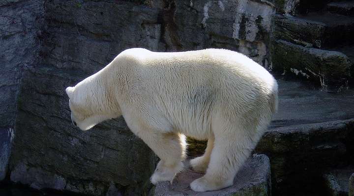 Edinburgh Zoo
