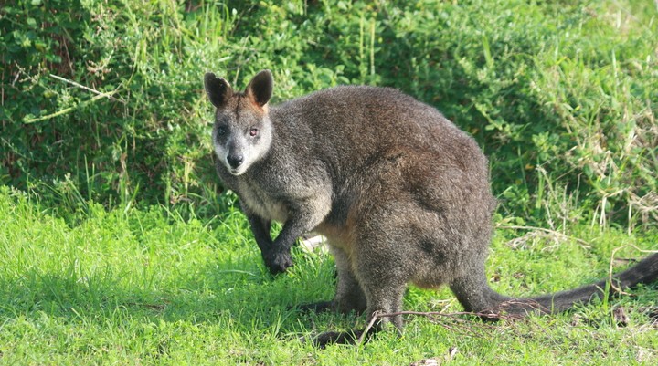Korkeasaari Zoo