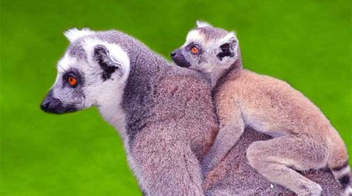 Tsimbazaza Zoo