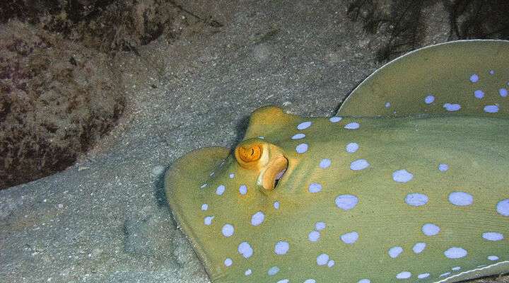 Aquascene