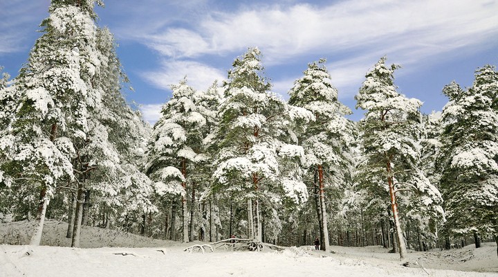 Besneeuwde bomen tijdens de winter in Polen