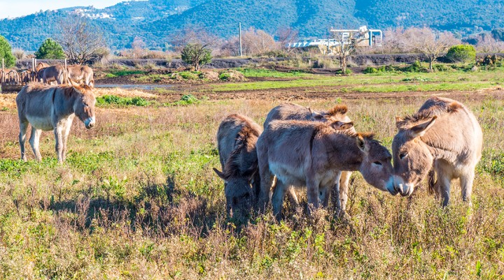 Aruban Donkey Sanctuary