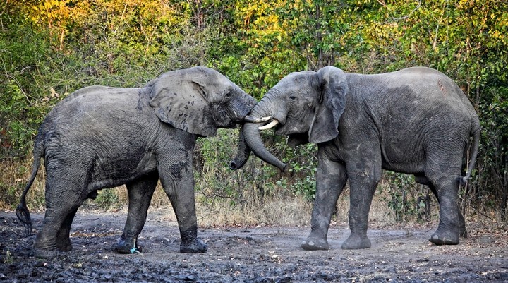 Liwonde National Park