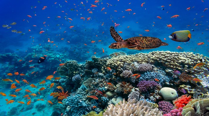 De prachtige onderwaterwereld van Egypte