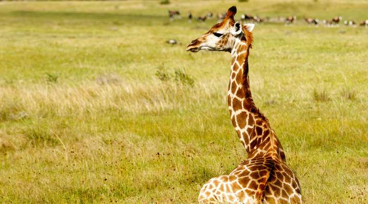 Kragga Kamma Game Park