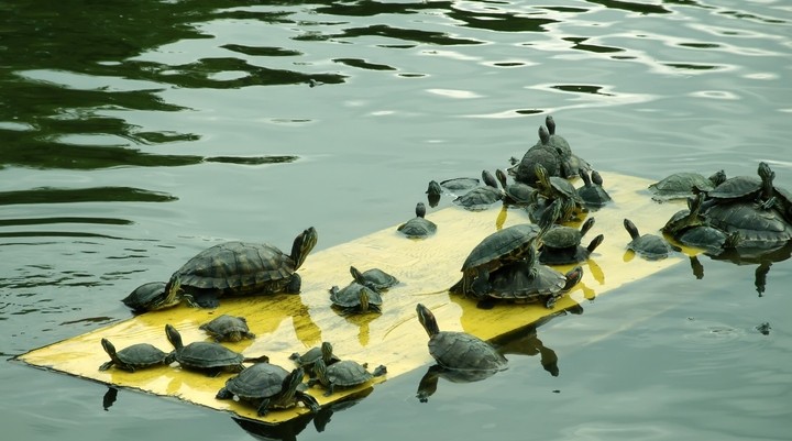 Braziliaanse reuzenschildpadden spotten